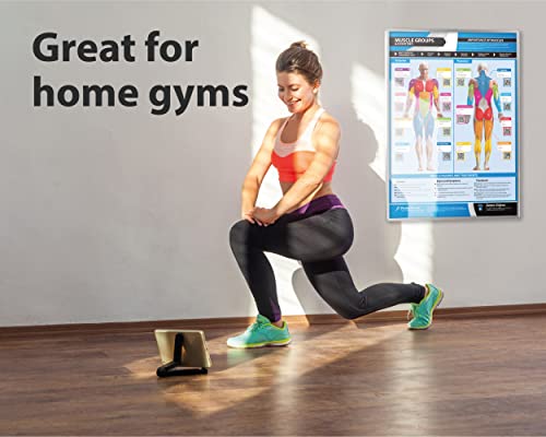 Muscle Groups Gym Workout Poster - EXTRA LARGE 33" X 23.5" - Laminated - Gym & Home Fitness Chart - Includes Video Training Support by Posterfit - size: 33" x 23.5"