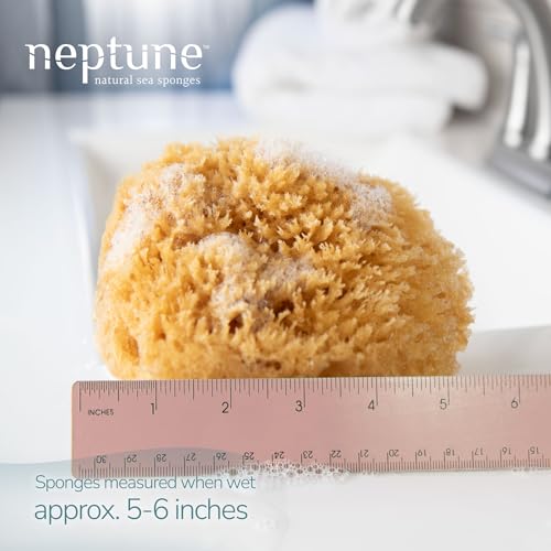 Neptune Caribbean Sea Sponge for Face & Body, Medium Approx. 5-6 Inch, Ultra-Soft Bath Sponge, Eco-Friendly & Biodegradable (Pack of 3) - size: 1 Count (Pack of 3)