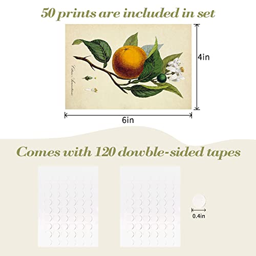 SAISHUO Wall Collage Kit,50 Pcs DIY Wall Decor Postard Paper with Traceless Adhesive Not Repeated Vintage Collection Posters Room Decor Aesthetic Pictures Cards 4 * 6 inch (Nature)