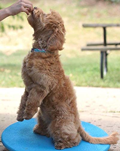 Dog Agility Equipment Wobble Board 24" | Blue