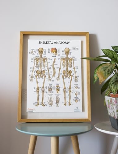 Anatomy Lab Skeletal System Poster, 17.3 x 22.5 Inches, Laminated, Anatomically Accurate, Wall Art for Home Office, Classroom, Fitness Studio | Anatomically Accurate, Wall Art for Home Office, Classroom - color: Skeletal