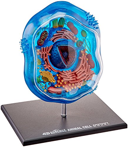 Famemaster 4D-Science Animal Cell Anatomy Model Coral, Black, Mint Green, Beige, Gold, Rose Gold