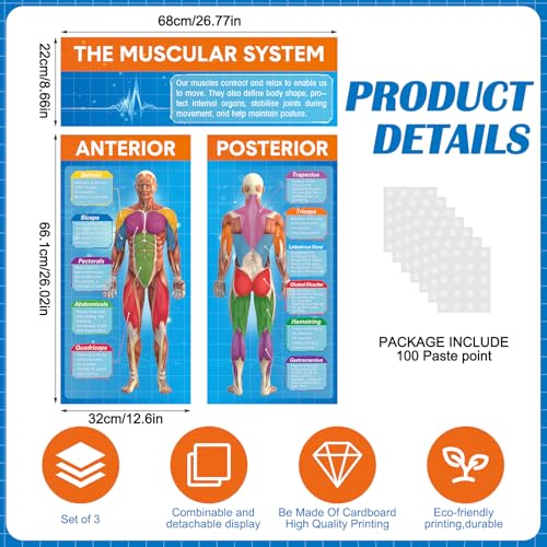 Tinlade Muscular System Poster Muscle Education 34.5"x26.5" Anatomy Gym - style: Muscle Education