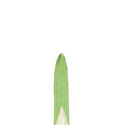 Winsor & Newton Winton Hog Round Brush, #8 | Natural Chinese Hog Bristle Brush, Interlock Constructed, Hand-Set, Corrosion Resistant Ferrules, Natural Curve Bristles