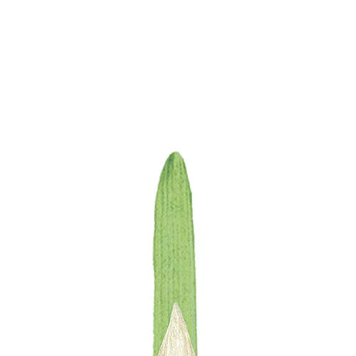 Winsor & Newton Winton Hog Round Brush, #8 | Natural Chinese Hog Bristle Brush, Interlock Constructed, Hand-Set, Corrosion Resistant Ferrules, Natural Curve Bristles