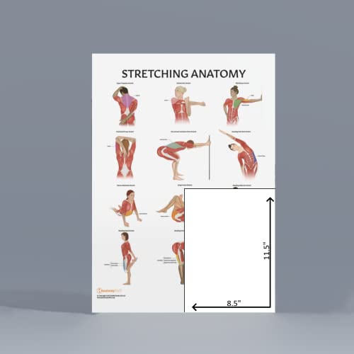 Anatomy Lab Stretching Anatomy Poster, Laminated Exercise and Fitness Chart | 17.3 x 22.5 Inches, Educational Anatomy and Physiology Poster for Physical Education, Workouts - color: Stretching