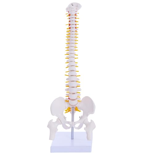 Mini Spine Anatomy Model - 15.5’’ Miniature Human Spine Model with All Nerves for Medical Learning - for Instruction Teaching, Study and Display