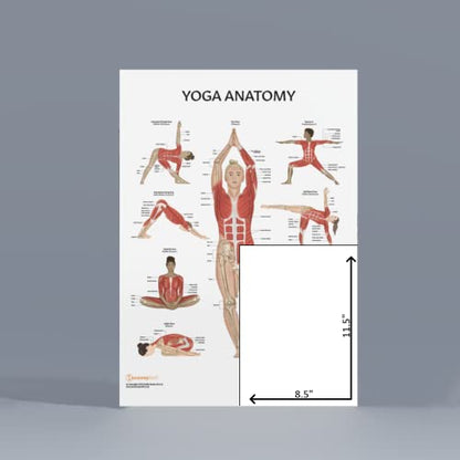 Anatomy Lab Yoga Laminated Poster, Detailed Yoga Anatomy Chart with Muscles | Poses, Body Alignment for Instructors, Students, Wellness Studios - color: Yoga