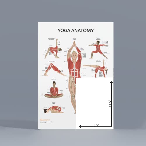 Anatomy Lab Stretching and Yoga Anatomy Poster Set | 2 PACK LAMINATED, Anatomy and Physiology Poster, 17.3 x 22.5 Inches, Human Anatomy Poster - color: Stretching + Yoga
