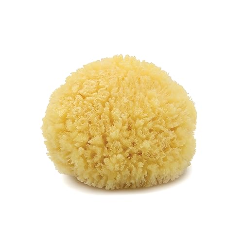 Neptune Caribbean Sea Sponge, Medium, Approx. 5-6 in, Exfoliating | Hand cut so size and shape vary slightly. Eco-friendly, biodegradable, ultra-soft for face and body - size: 1 Count (Pack of 1)