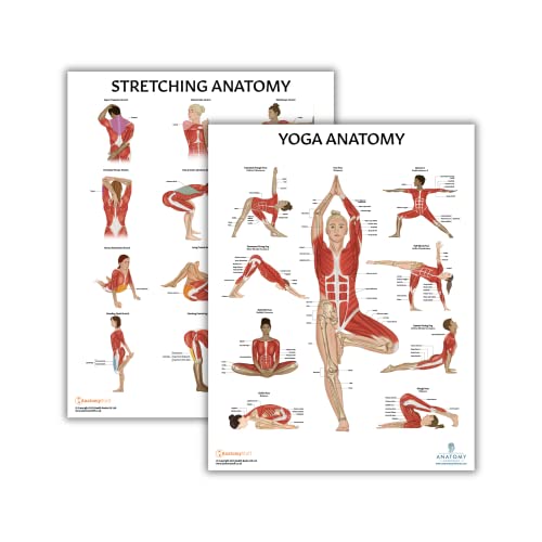 Anatomy Lab Stretching and Yoga Anatomy Poster Set | 2 PACK LAMINATED, Anatomy and Physiology Poster, 17.3 x 22.5 Inches, Human Anatomy Poster - color: Stretching + Yoga
