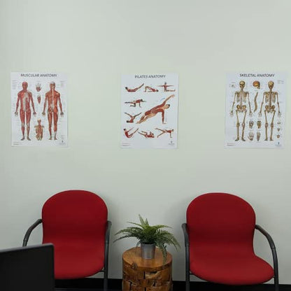 Anatomy Lab Pilates, Muscular, Skeletal Anatomy Poster Set - color: Pilates + Muscular + Skeletal