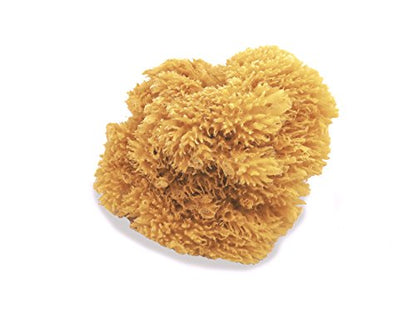 Unbleached Natural Sea Sponges for Artists 2pk, 5"-5.5", Painting & Crafts | Large 5"-5.5" sponges, faux finishes, marbling, texturing, limestone & Venetian plaster. 2pc unbleached pack for artists.