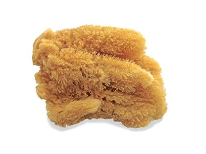 Unbleached Natural Sea Sponges for Artists 2pk, 5"-5.5", Painting & Crafts | Large 5"-5.5" sponges, faux finishes, marbling, texturing, limestone & Venetian plaster. 2pc unbleached pack for artists.