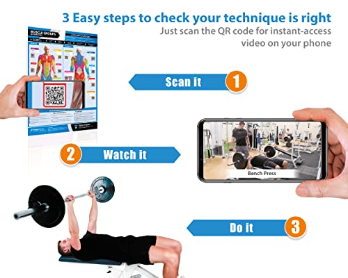 Muscle Groups & Exercise Gym Poster - LARGE 24" X 16.5" - Laminated - Gym & Home Fitness Wall Chart - Includes Video Training Support by Posterfit - size: 24" x 16.5"