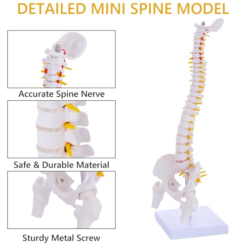 Mini Spine Anatomy Model - 15.5’’ Miniature Human Spine Model with All Nerves for Medical Learning - for Instruction Teaching, Study and Display