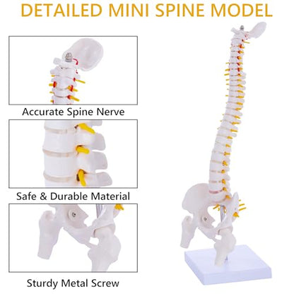 Mini Spine Anatomy Model - 15.5’’ Miniature Human Spine Model with All Nerves for Medical Learning - for Instruction Teaching, Study and Display