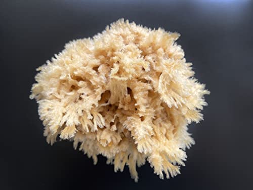 Sea Wool Art Sponge, Professional 5"-6" Unbleached, Faux Finish & Limestone | Premium grade sea wool, 5"-6". Varied pores for natural texturing. Limestone, Venetian plaster, marbling & faux finishes.