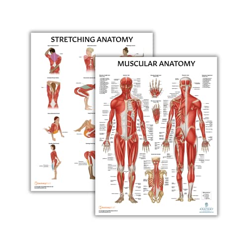 Anatomy Lab Stretching and Muscular Anatomy Poster Set | 2 PACK LAMINATED, 17.3 x 22.5 Inches, Muscles Diagram - color: Stretching + Muscular