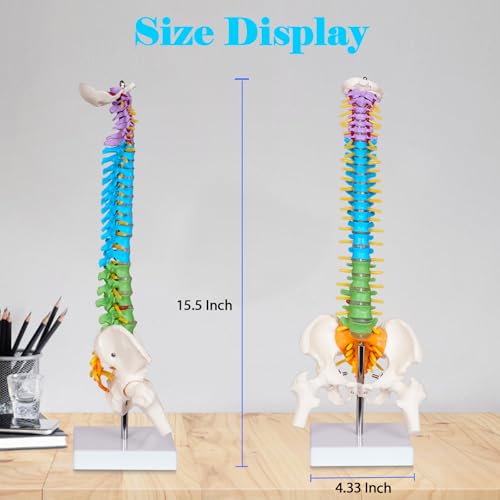 breesky Scientific Mini Spine Model, 15.5’’ Anatomical Spine Model with All Nerves, Human Anatomy Model with Stand for Instruction, Study and Display