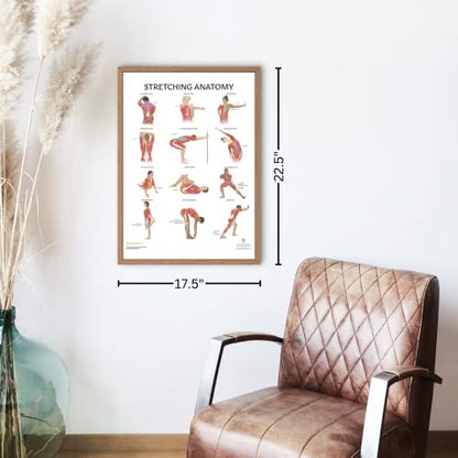 Anatomy Lab Stretching Anatomy Poster, Laminated Exercise and Fitness Chart | 17.3 x 22.5 Inches, Educational Anatomy and Physiology Poster for Physical Education, Workouts - color: Stretching
