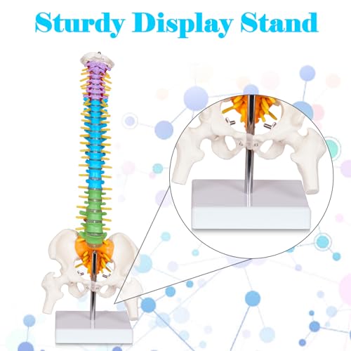 breesky Scientific Mini Spine Model, 15.5’’ Anatomical Spine Model with All Nerves, Human Anatomy Model with Stand for Instruction, Study and Display