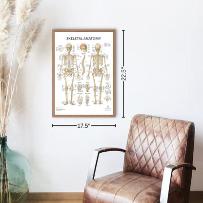 Anatomy Lab Human Anatomy Poster Set, 5 PACK LAMINATED | Muscular, Skeletal, Yoga, Stretching, Pilates, 17.3 x 22.5 Inches, Stretching Exercise Chart - color: Muscular + Skeletal + Yoga + Stretching + Pilates