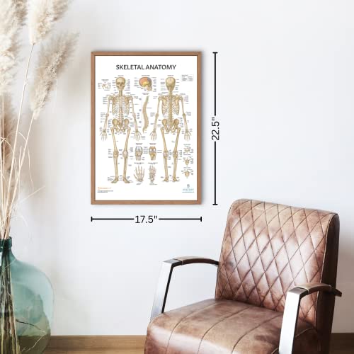 Anatomy Lab Human Anatomy Poster Set, 5 PACK LAMINATED | Muscular, Skeletal, Yoga, Stretching, Pilates, 17.3 x 22.5 Inches, Stretching Exercise Chart - color: Muscular + Skeletal + Yoga + Stretching + Pilates