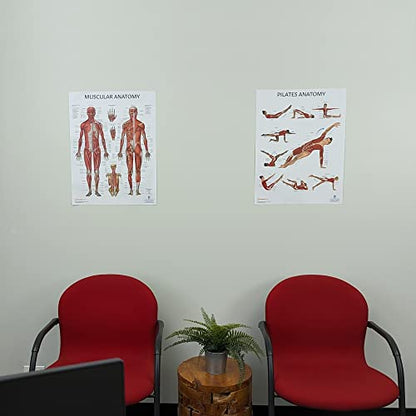 Anatomy Lab Pilates and Muscular Anatomy Poster Set | 2 PACK LAMINATED, Anatomy and Physiology Poster, 17.3 x 22.5 Inches - color: Pilates + Muscular