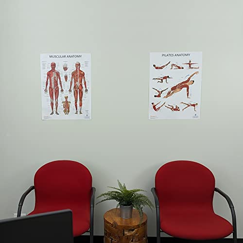 Anatomy Lab Pilates and Muscular Anatomy Poster Set | 2 PACK LAMINATED, Anatomy and Physiology Poster, 17.3 x 22.5 Inches - color: Pilates + Muscular