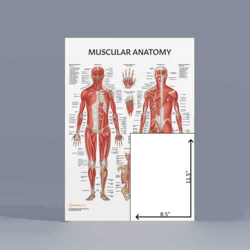 Anatomy Lab Stretching and Muscular Anatomy Poster Set | 2 PACK LAMINATED, 17.3 x 22.5 Inches, Muscles Diagram - color: Stretching + Muscular