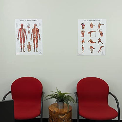 Anatomy Lab Stretching and Muscular Anatomy Poster Set | 2 PACK LAMINATED, 17.3 x 22.5 Inches, Muscles Diagram - color: Stretching + Muscular