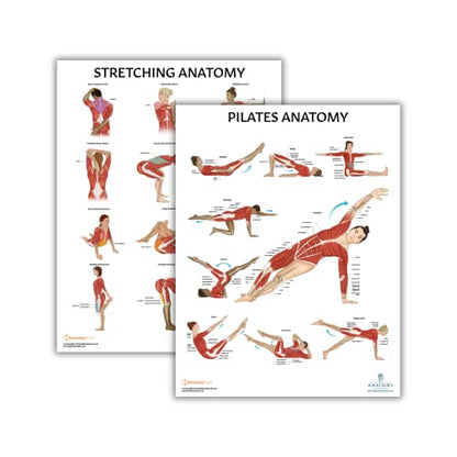 Anatomy Lab Stretching and Pilates Anatomy Posters Set | 2 PACK LAMINATED, 17.3 x 22.5 Inches, Body Chart - color: Pilates + Stretching
