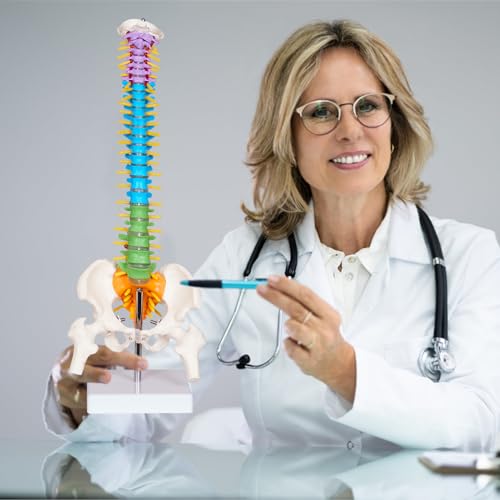 breesky Scientific Mini Spine Model, 15.5’’ Anatomical Spine Model with All Nerves, Human Anatomy Model with Stand for Instruction, Study and Display