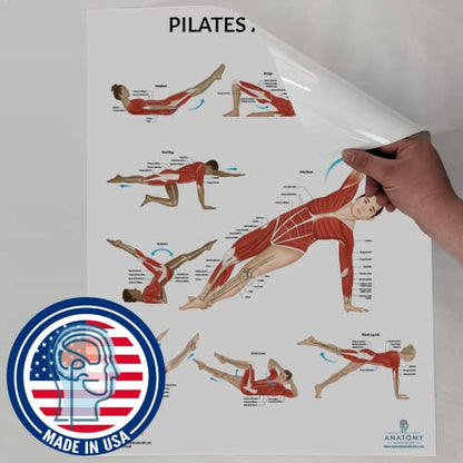 Anatomy Lab Human Anatomy Poster Set, 5 PACK LAMINATED | Muscular, Skeletal, Yoga, Stretching, Pilates, 17.3 x 22.5 Inches, Stretching Exercise Chart - color: Muscular + Skeletal + Yoga + Stretching + Pilates