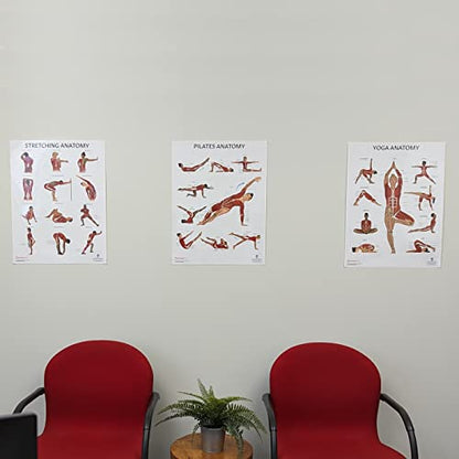 Anatomy Lab Yoga, Pilates, and Stretching Anatomy Poster Set - 3 PACK LAMINATED, Anatomy and Physiology Poster, 17.3 x 22.5 Inches, Stretching Exercise Chart Posters for Wall | 3 Pack Laminated, 17.3 x 22.5 Inches - color: Yoga + Pilates + Stretching