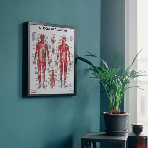 Anatomy Lab Muscular, Skeletal, Circulatory System Human Anatomy Poster Set | 3 PACKLAMINATED 17.3 x 22.5 Inches, Anatomical Charts, Anatomy and Physiology
