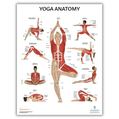 Anatomy Lab Stretching and Yoga Anatomy Poster Set | 2 PACK LAMINATED, Anatomy and Physiology Poster, 17.3 x 22.5 Inches, Human Anatomy Poster - color: Stretching + Yoga