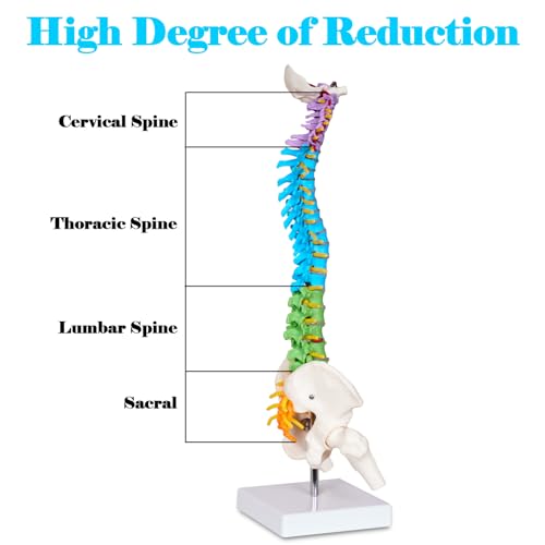 breesky Scientific Mini Spine Model, 15.5’’ Anatomical Spine Model with All Nerves, Human Anatomy Model with Stand for Instruction, Study and Display