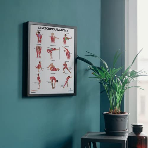 Anatomy Lab Stretching Anatomy Poster, Laminated Exercise and Fitness Chart | 17.3 x 22.5 Inches, Educational Anatomy and Physiology Poster for Physical Education, Workouts - color: Stretching