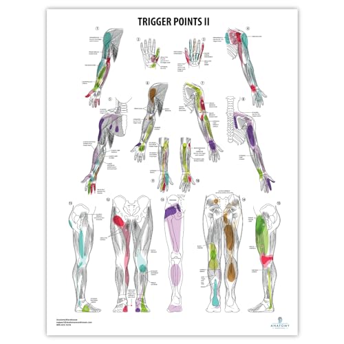 Anatomy Lab Trigger Points I & II Poster Set
