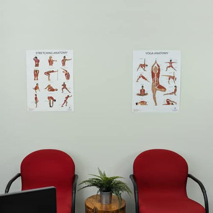 Anatomy Lab Stretching and Yoga Anatomy Poster Set | 2 PACK LAMINATED, Anatomy and Physiology Poster, 17.3 x 22.5 Inches, Human Anatomy Poster - color: Stretching + Yoga