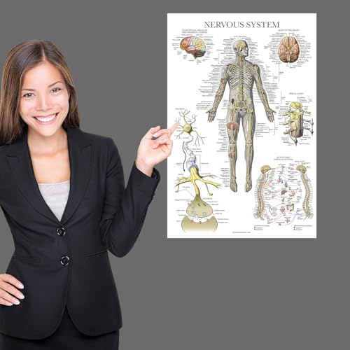 Palace Learning 3 Pack - Muscle + Skeleton + Nervous System Anatomy Poster Set - Muscular and Skeletal System Anatomical Charts - with Plastic Frame 18" x 24" - color: with Plastic Frame