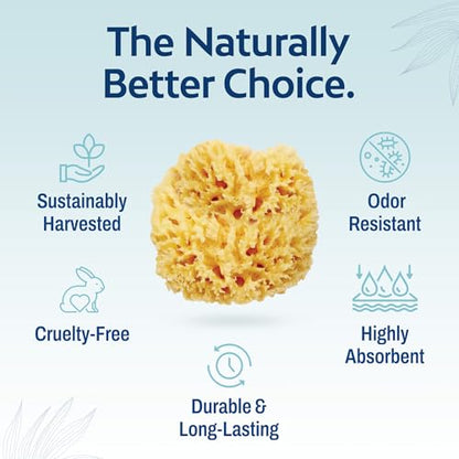 HartFelt Delicate Skin Wool Sea Sponge 4 in | Real Natural Sponges for Body and Face Gentle Care | Luxurious Lather - size: 1 Count (Pack of 1), style: Wool Sea Sponge