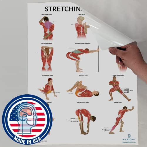 Anatomy Lab Stretching Anatomy Poster, Laminated Exercise and Fitness Chart | 17.3 x 22.5 Inches, Educational Anatomy and Physiology Poster for Physical Education, Workouts - color: Stretching