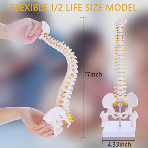 Mini Spine Anatomy Model - 15.5’’ Miniature Human Spine Model with All Nerves for Medical Learning - for Instruction Teaching, Study and Display