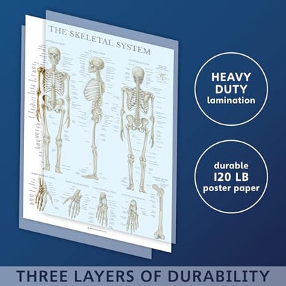 Palace Learning 3 Pack - Muscle + Skeleton + Nervous System Anatomy Poster Set - Muscular and Skeletal System Anatomical Charts - with Plastic Frame 18" x 24" - color: with Plastic Frame