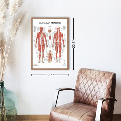Anatomy Lab Muscular, Skeletal, Circulatory System Human Anatomy Poster Set | 3 PACKLAMINATED 17.3 x 22.5 Inches, Anatomical Charts, Anatomy and Physiology