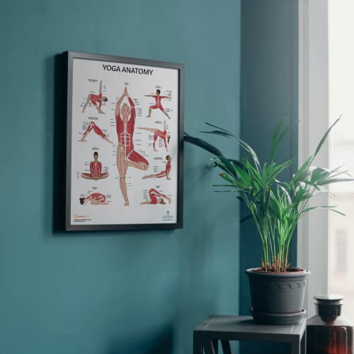 Anatomy Lab Yoga Laminated Poster, Detailed Yoga Anatomy Chart with Muscles | Poses, Body Alignment for Instructors, Students, Wellness Studios - color: Yoga