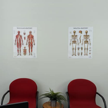 Anatomy Lab Human Anatomy Poster Set | 2 Laminated Charts of Muscular & Skeletal Systems (17.3" x 22.5"), Perfect for Classroom - color: Muscular + Skeletal